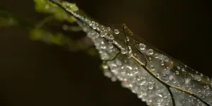 A close up photo of dewdrops on a leaf