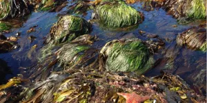Seagrass and seaweed covered rocks amongst tidepools. There is a pink starfish on the rock closest to the camera.